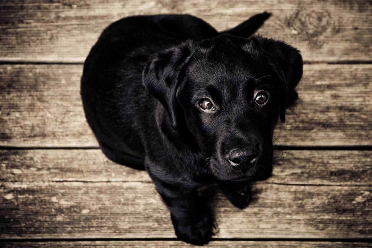 PETS dog4 PETS dog4