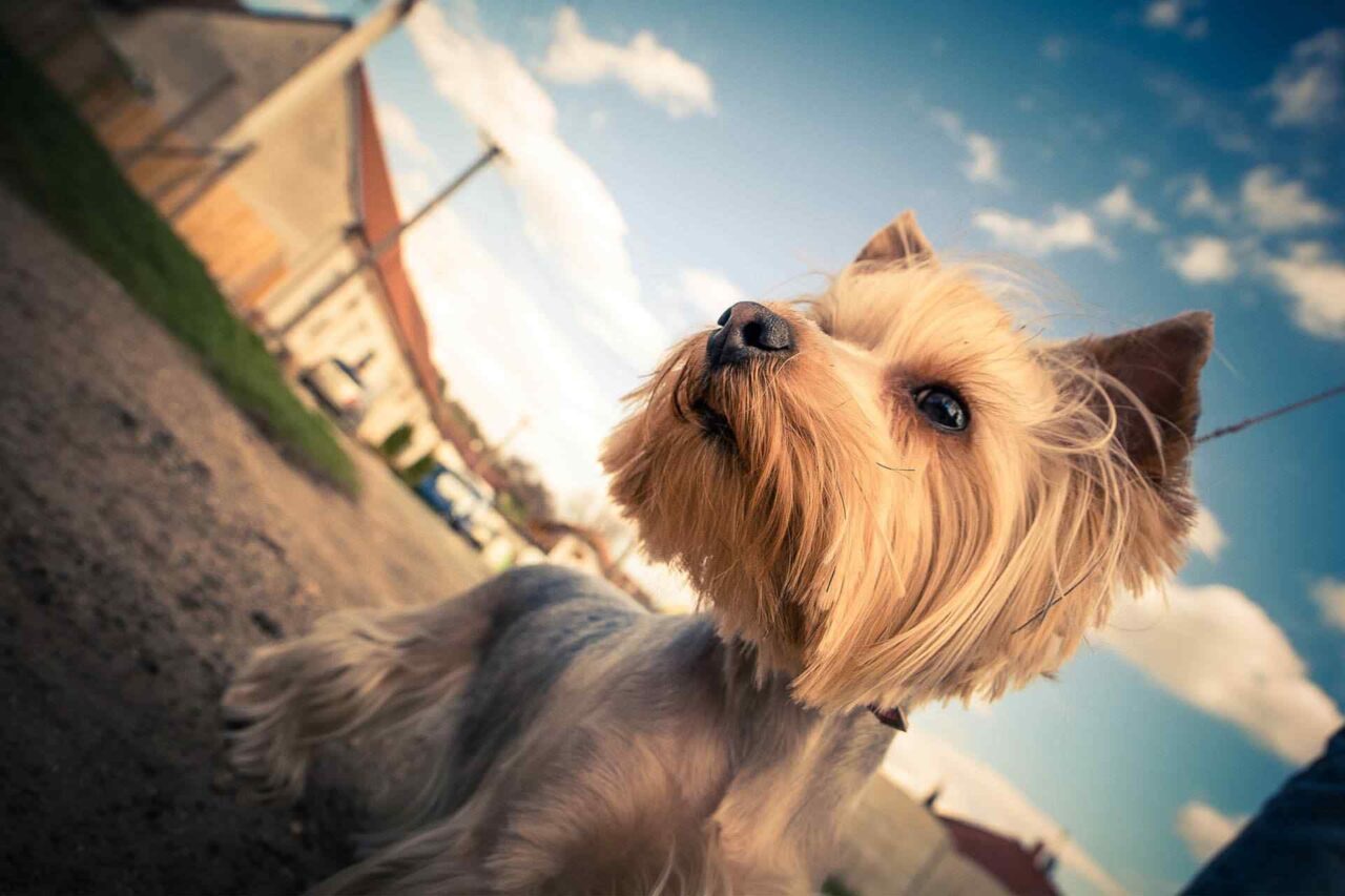 PETS dog5 PETS dog5